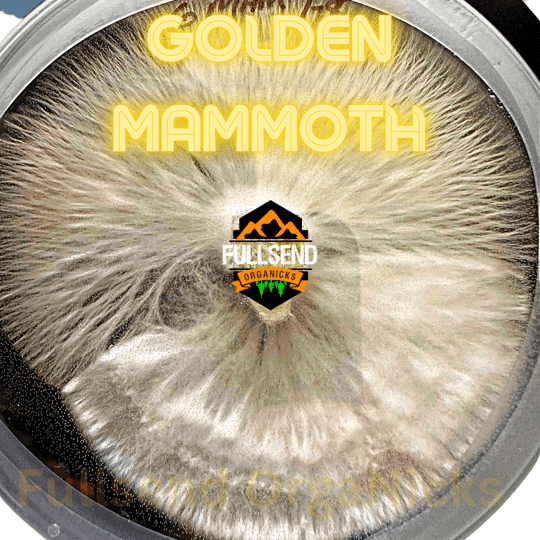 Golden Mammoth P. Cubensis Liquid Culture
