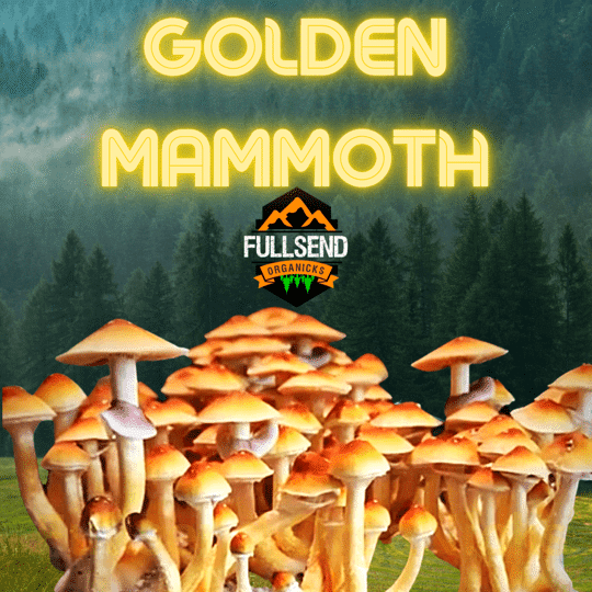 Golden Mammoth P. Cubensis Liquid Culture