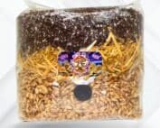 all in one mushroom super grow bag 3.5