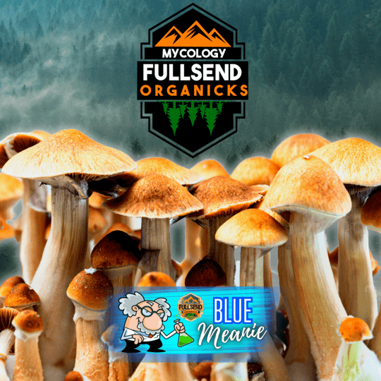 Blue Meanie Mushrooms (Keeper's OG Culture)