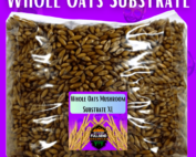 mushroom supplies Oats spawn bag