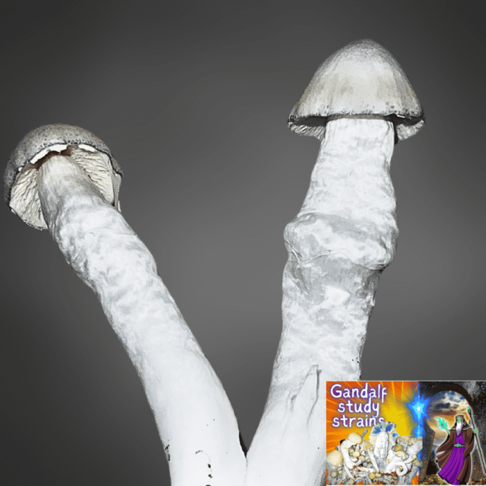 Liquid Culture Gandalf Mushroom