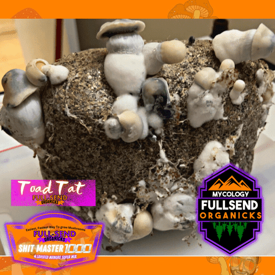 mushroom　1001 20609-01__25978.1722025877.386