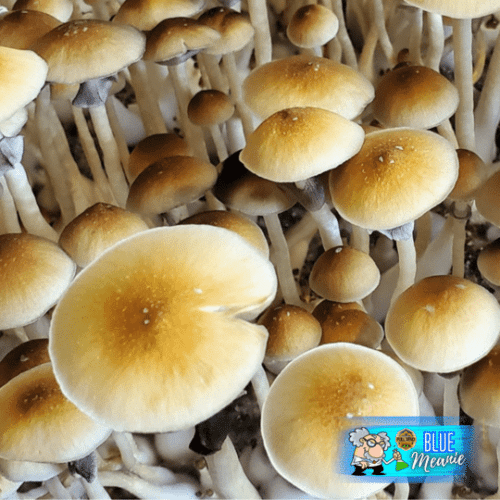 Blue Meanie Mushrooms (Keeper's OG Culture) magic mushrooms from fullsend organicks