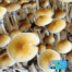 Blue Meanie Mushrooms (Keeper's OG Culture) magic mushrooms from fullsend organicks