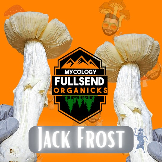 Jack Frost Mushrooms