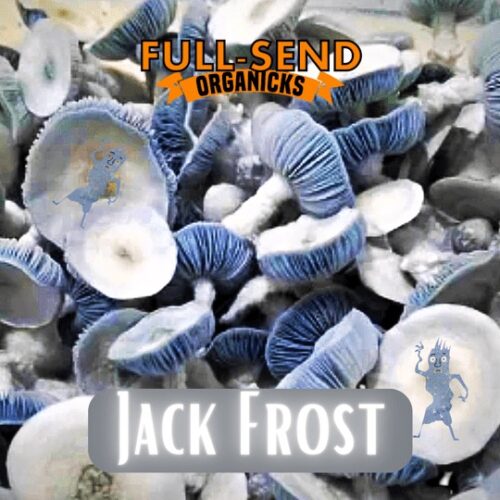 liquid culture jack frost