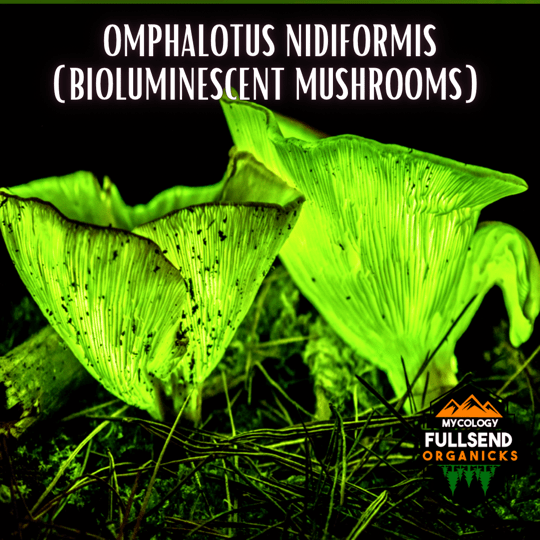 Ghost Fungus! Omphalotus Nidiformis