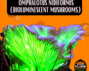 mushroom supplies gourmet grow bag