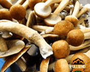 Spores Hill Billy