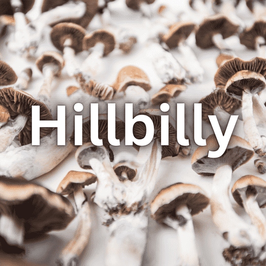 Hillbilly P. Cubensis Spores