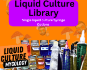 liquid culture