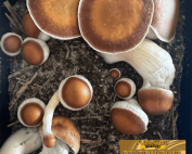 Golden Meanie liquid culture