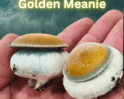 Golden Meanie Spore Syringe