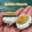 Golden Meanie Spore Syringe