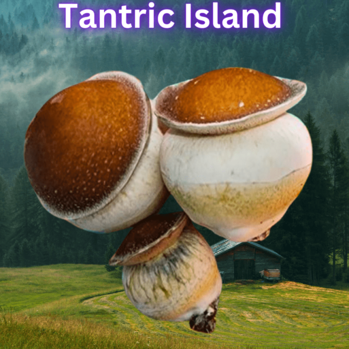 liquid culture tantric island