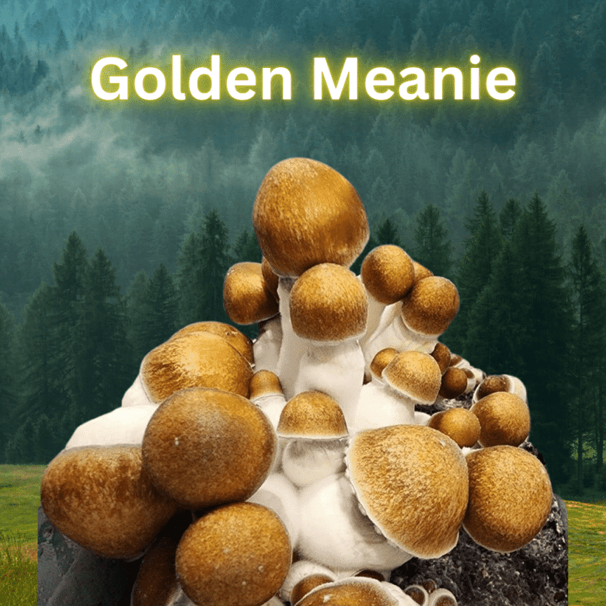Golden Meanie Spore Syringe