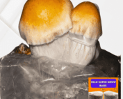 All-In-One Milo Super Bag with hillbilly pumpkin mushrooms growing in a biodegradable mushroom grow kit
