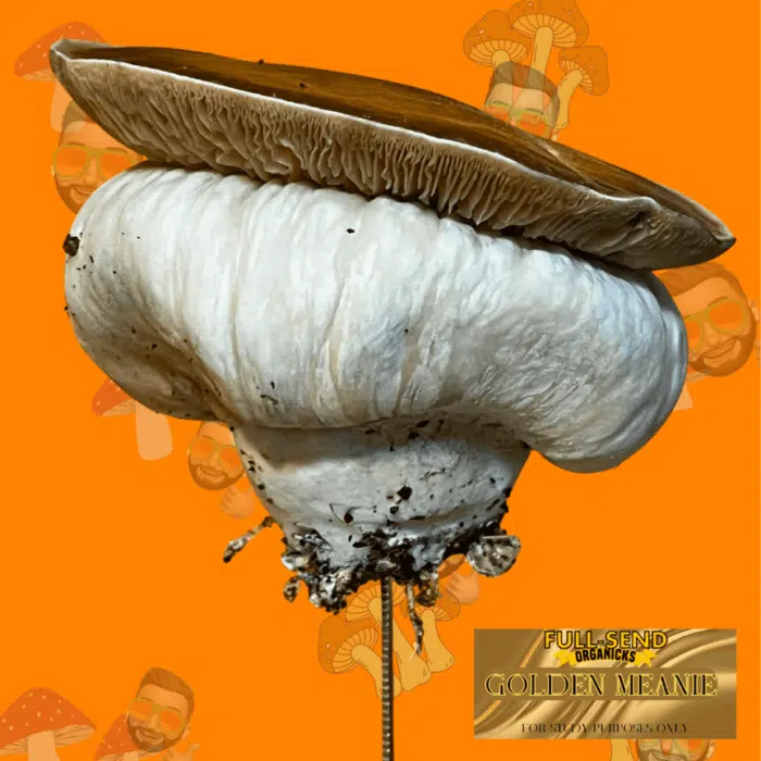 Golden Meanie Spore Syringe