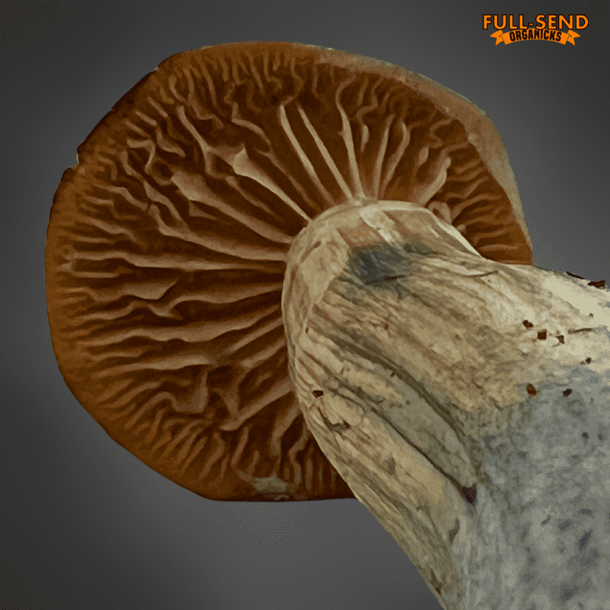 z strain zombie mushroom liquid culture