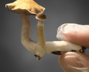 Thai Pink Buffalo Spores