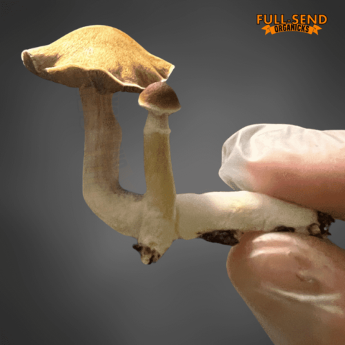 Thai Pink Buffalo Spores