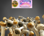 Psilocybe Natalensis Liquid Culture