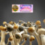 Psilocybe Natalensis Liquid Culture