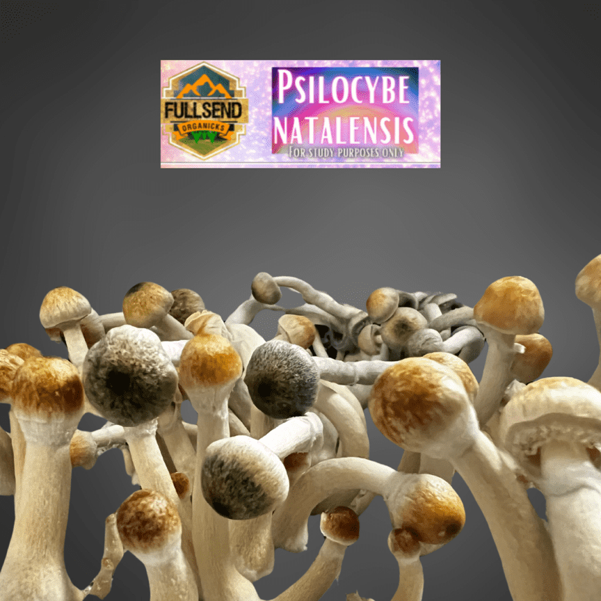 Psilocybe Natalensis Liquid Culture