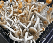 Psilocybe Natalensis Liquid Culture