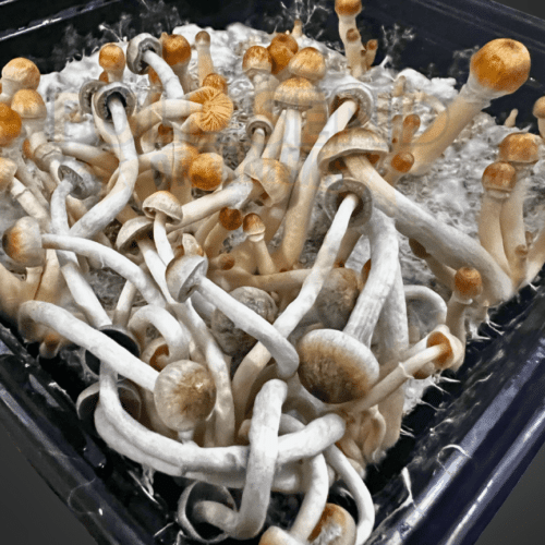 Psilocybe Natalensis Liquid Culture