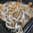 Psilocybe Natalensis Liquid Culture