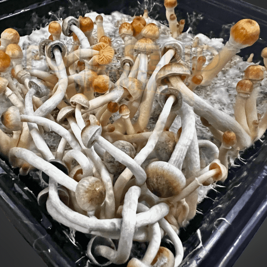Psilocybe Natalensis Liquid Culture