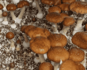 Taman Negara Mushroom Spores