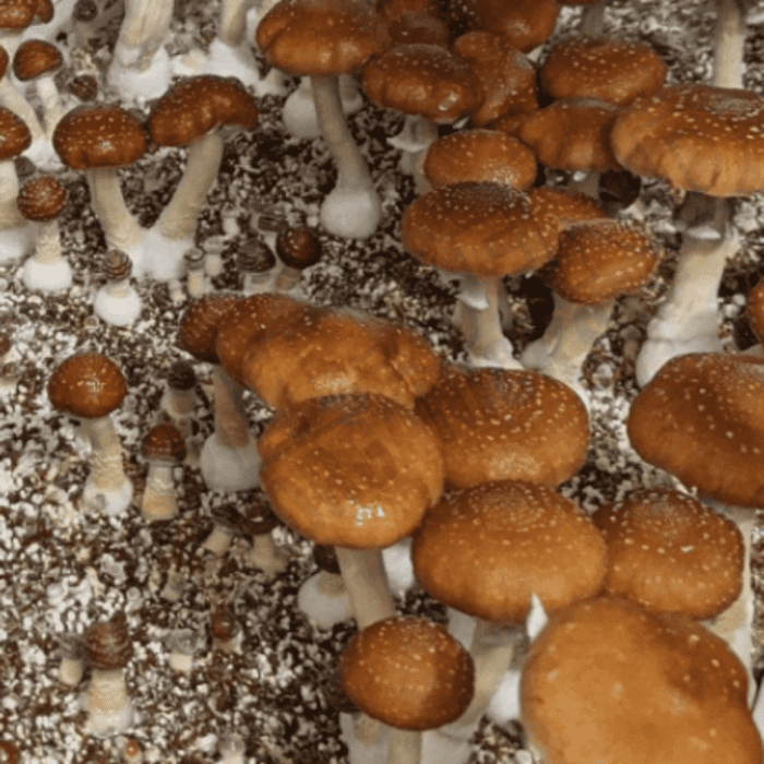 Taman Negara Mushroom Spores