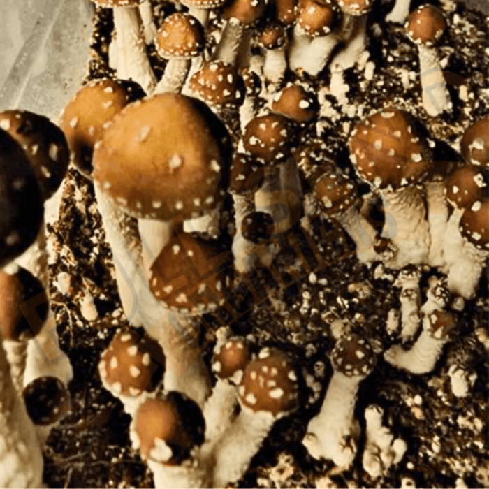 Taman Negara Mushroom Spores
