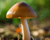 Psilocybe Azurescens Liquid Culture | Spores | Super Bags | Mushroom Supplies | Liquid Culture