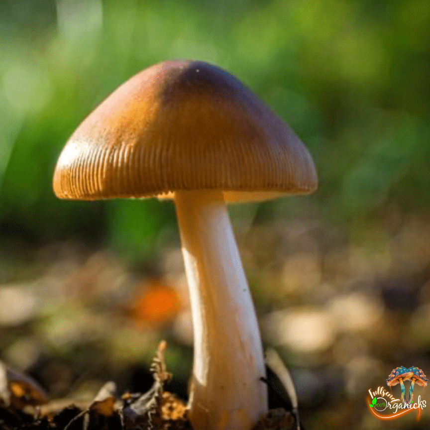 Psilocybe Azurescens Liquid Culture | Spores | Super Bags | Mushroom Supplies | Liquid Culture