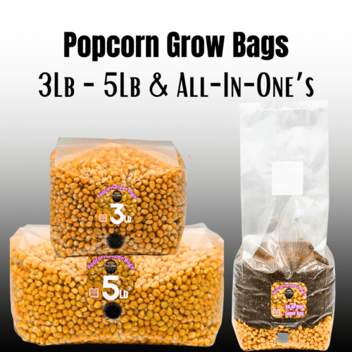 Popcorn Mushroom Inoculation Bags | Spores | Super Bags | Mushroom Supplies | Liquid Culture