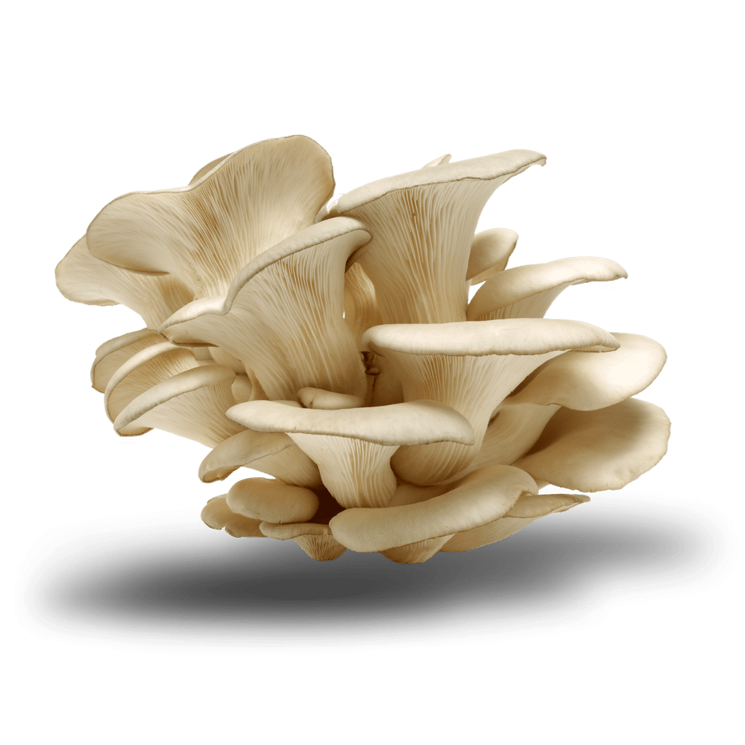 Oyster Mushrooms