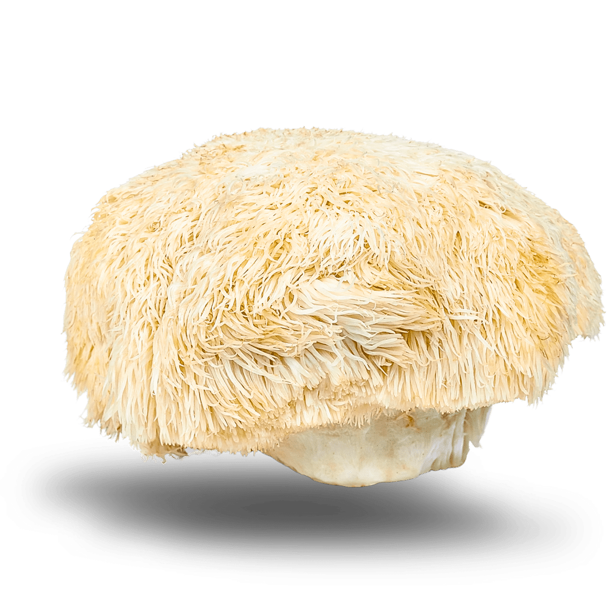 Lion's Mane