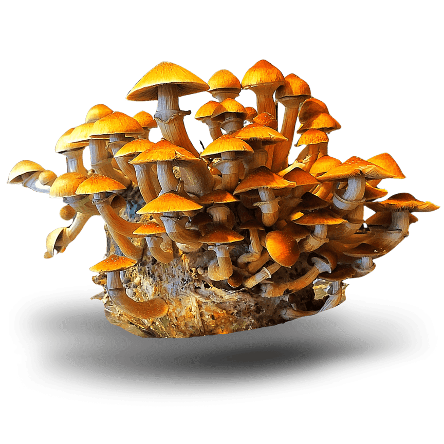 Mushroom cultivation