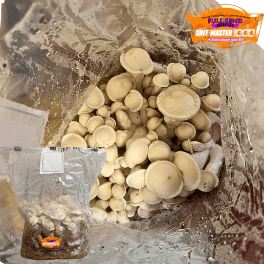shitmaster 100 super with beautiful albino d-mak mushrooms growing inside an all-in-one mushroom super bag