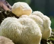 Lion’s Mane Warm Weather (Hericium erinaceus) Liquid Culture