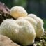 Lion’s Mane Warm Weather (Hericium erinaceus) Liquid Culture