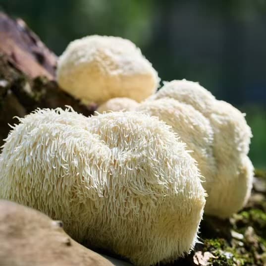 Lion’s Mane Warm Weather (Hericium erinaceus) Liquid Culture