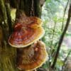 Reishi (Ganoderma lucidum) Liquid Culture