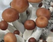 Jesus Christ Super Strain (Psilocybe cubensis) Liquid Culture