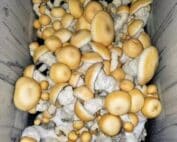 Malmac TP (Psilocybe cubensis) Liquid Culture