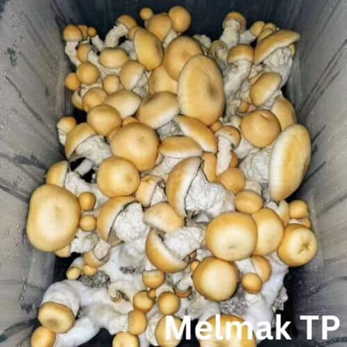 Malmac TP (Psilocybe cubensis) Liquid Culture
